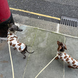 Jungle Jerseys ( Tiger, Bear, Hedgehog)