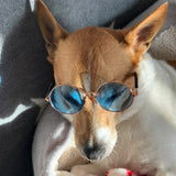 Doggy Sunglasses