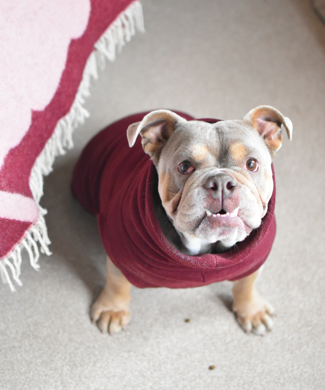 Puppy Fleece Package