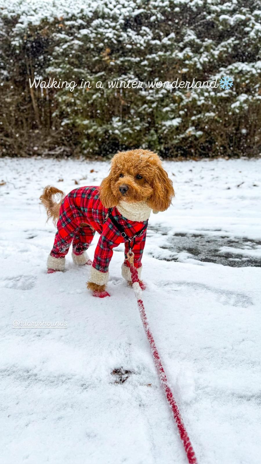 Black Friday Bundles