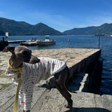 Under the Sea - Little Lobster Stripe